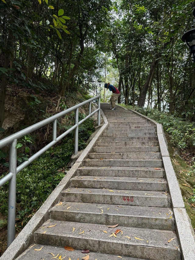 板障山森林公園：徒步邂逅自然之美