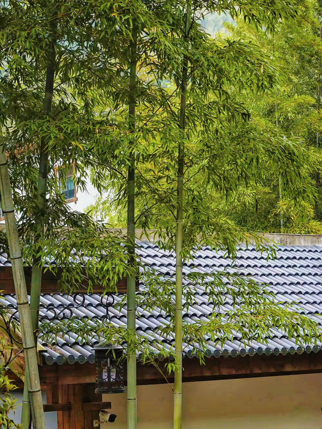 南山竹海充電之旅 | 在"天然氧吧"裡看"怡然自得"具象化