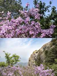 如果唔嚟花台一趟，就錯過今年嘅杜鵑花期喇