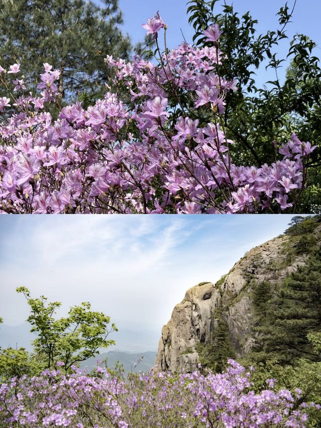 如果唔嚟花台一趟，就錯過今年嘅杜鵑花期喇