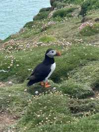 Saltee Island觀鳥定制包車遊