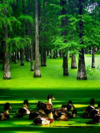 青山湖嘅抹茶綠森林免費入園攻略，話走就走