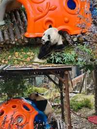 走進安吉與熊貓互動