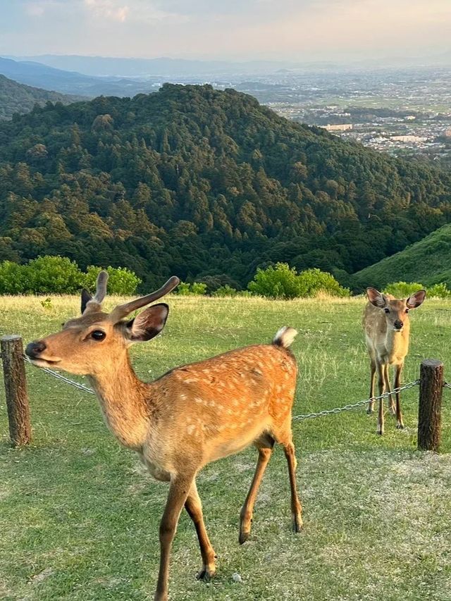 7-8月暑假日本暴走計劃！
