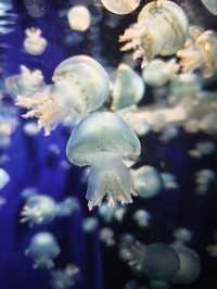 鹿兒島水族館端午旅遊攻略：海洋生物嘅奇妙之旅✨