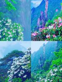 三清山6月杜鵑尾期攻略！抓住花海最後驚艷