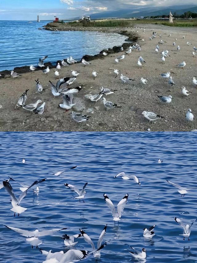 青海湖6月旅行全攻略 | 邂逅高原藍寶石與金黃花海