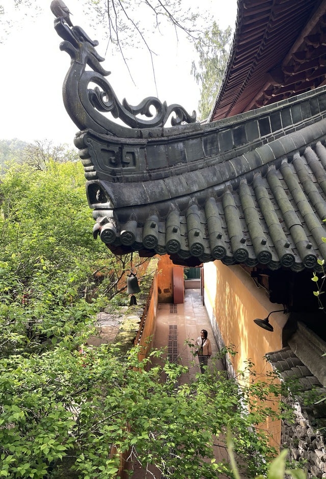 天台山-寧海-上海六日遊 攻略版