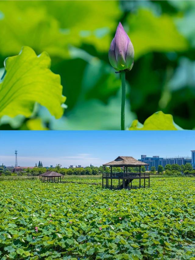 南寧西鄉塘賞荷記：一池清夢，枕畔繁華