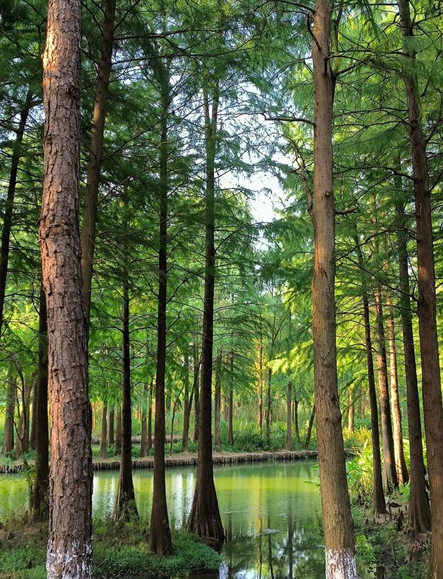 杭州必去！解鎖西湖十景，影相打卡唔會迷路