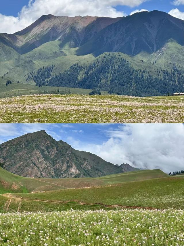 6-8月祁連山草原！避暑旅行天花板