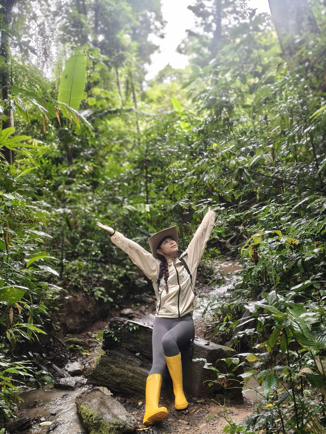 基诺山巴朵村雨林徒步攻略