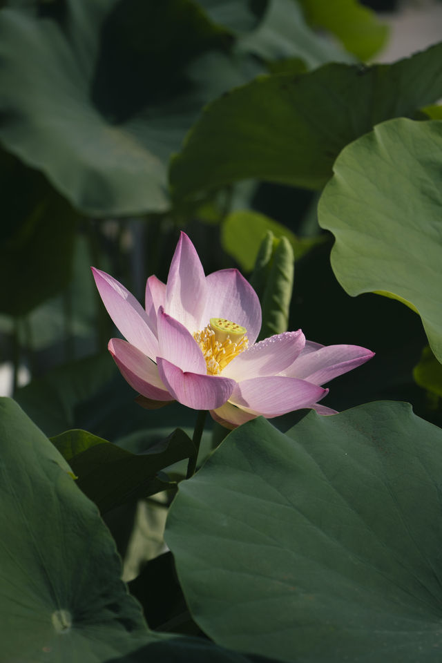 瘦西湖賞荷快人一步 下榻萬楓獨享清晨秘境