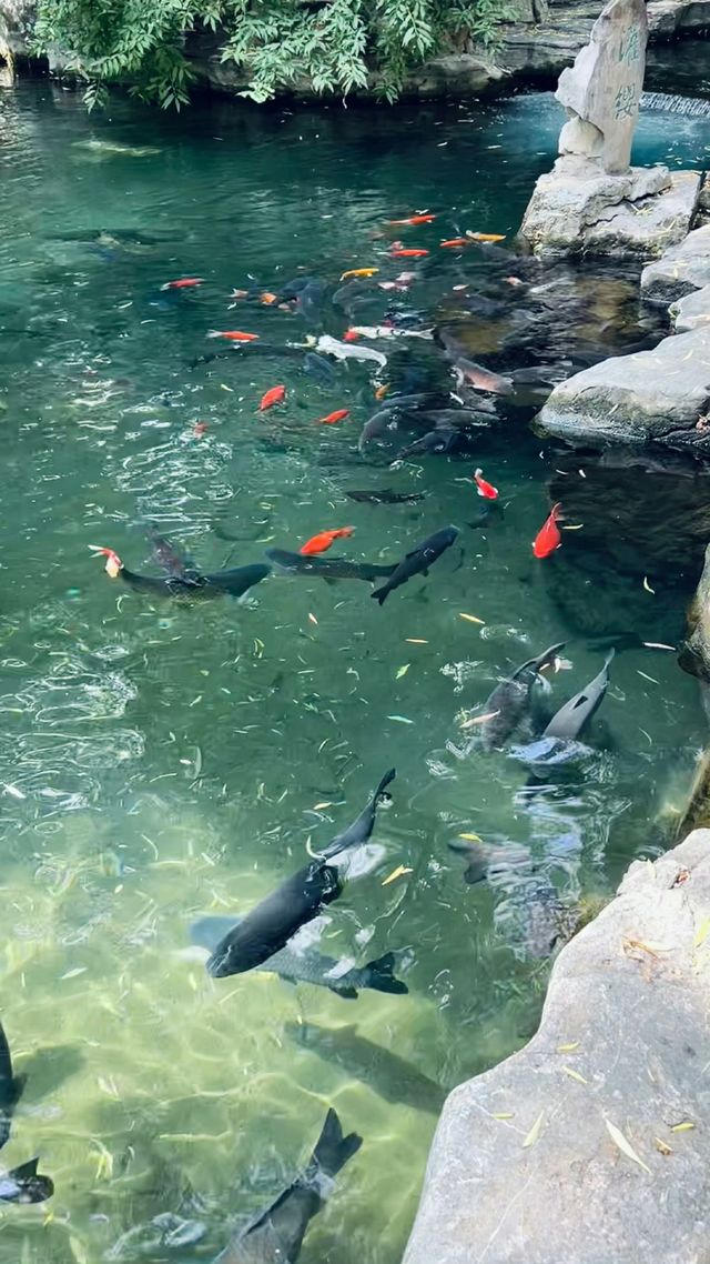 來濟南邂逅一場詩意的旅程吧！這座泉城既有大明湖的溫婉，又有千佛山的壯闊，更藏著讓你驚喜的美食~  