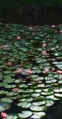 8月去看看蘇州版莫奈的花園，睡蓮美到窒息