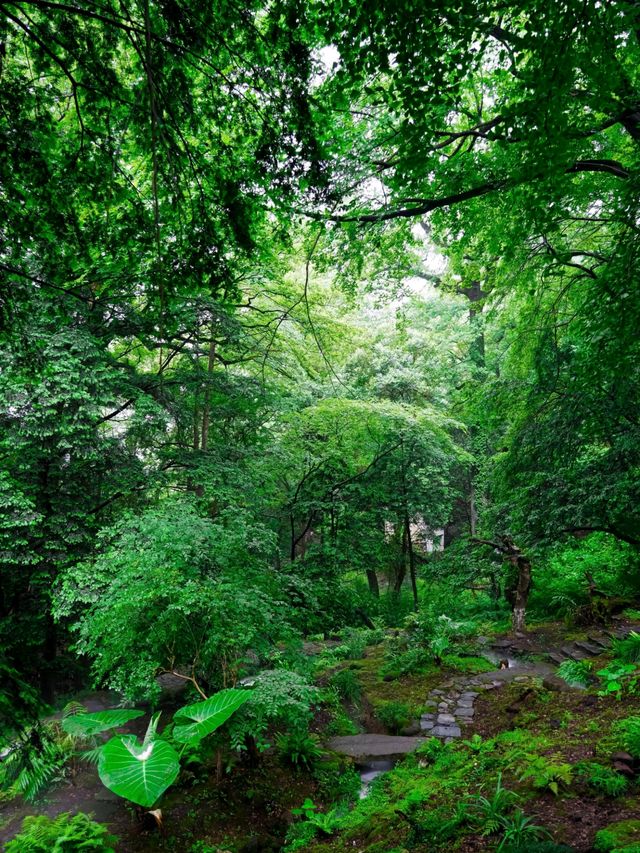 婺源篁嶺：雲霧中的600歲水墨仙境