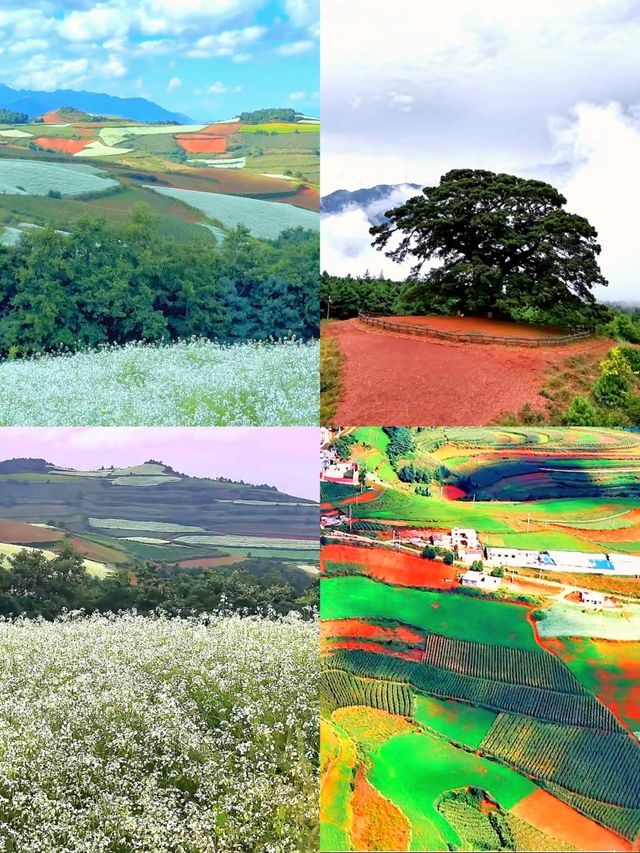東川紅土地:上帝遺落在人間的調色板 東川紅土地:上帝遺落在人間的調色板