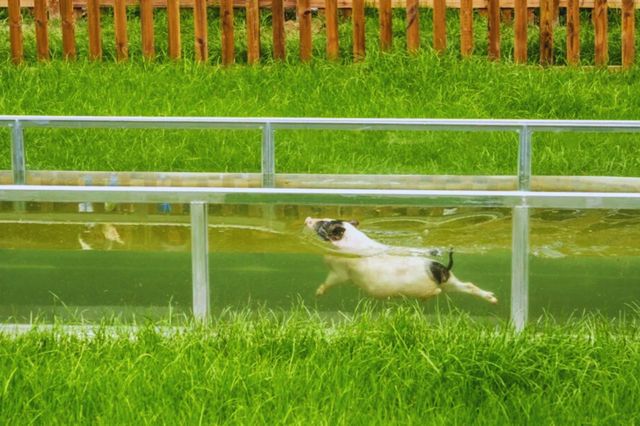 避暑就來三峽九鳳谷，解鎖山水間的清涼