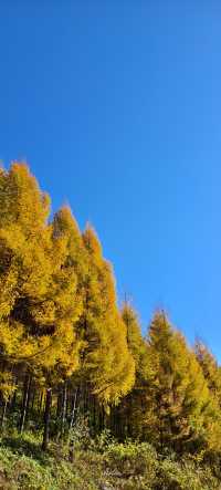 東北秋天的顏色