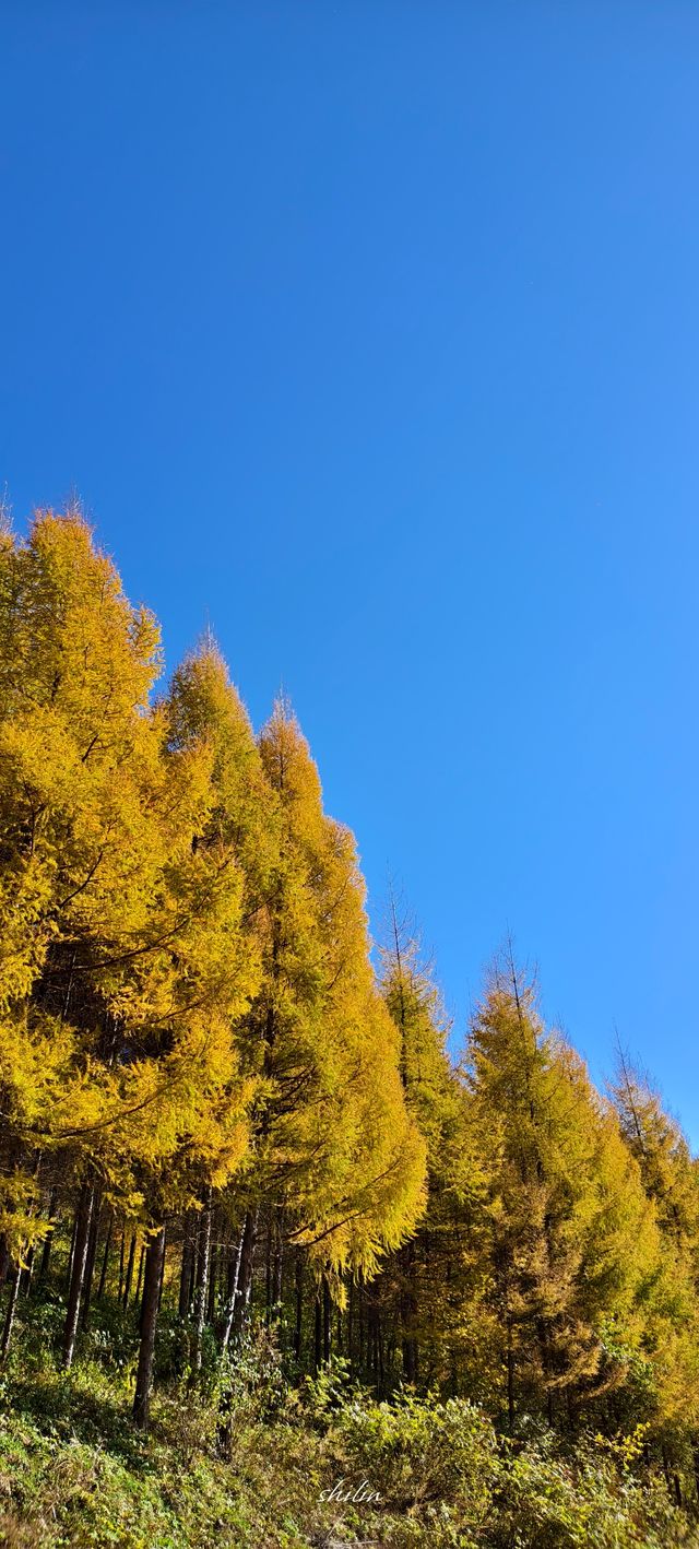 東北秋天的顏色