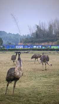 2千元3天玩轉常德動物園|這份超全攻略請查收!