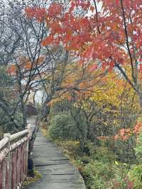 國慶別亂跑！四川這座山把秋天染成紅色海洋，《國家地理》都誇爆