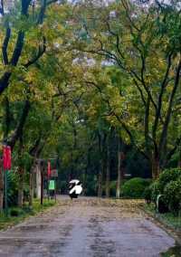 雨中秋色漫長沙，邂逅烈士公園的治癒系浪漫