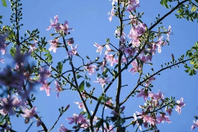 鷺島秋韻：美人樹綴城隅，粉瓣漫舞醉芳華