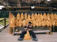 貴州小眾 | 苗寨打谷子體驗和誤入暮光森林