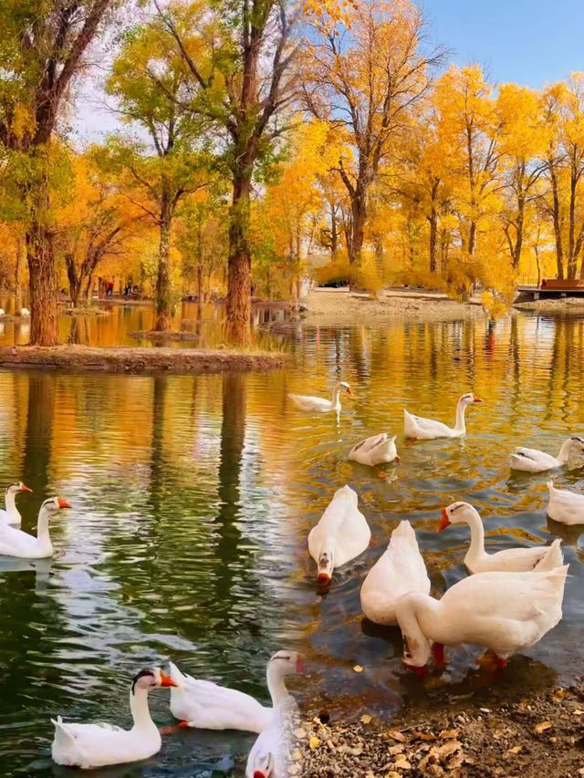 西北秋色天花板!酒泉金塔胡楊林把秋天揉碎成金色海 西北秋色天花板!酒泉金塔胡楊林把秋天揉碎成金色海