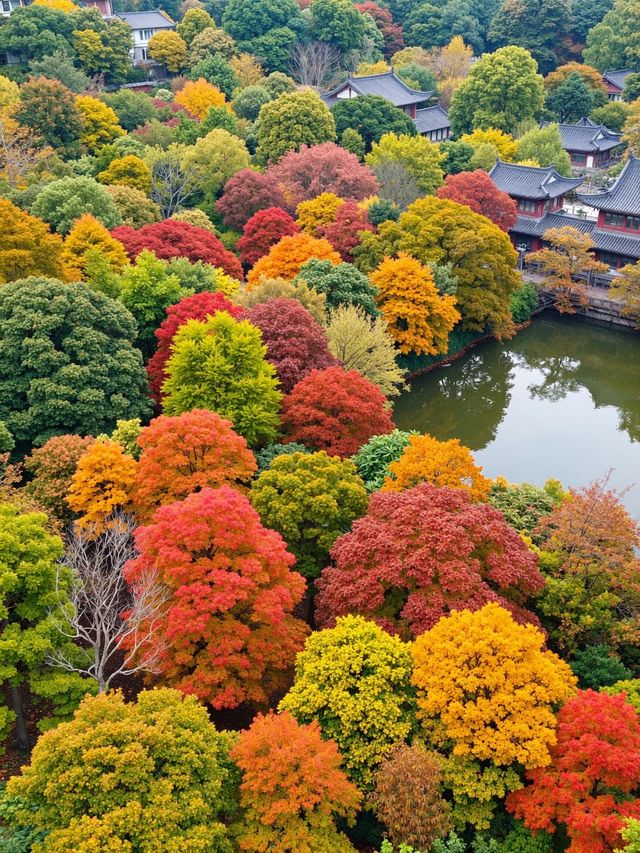 雲平山賞秋全攻略｜上帝最愛的調色板就在這裡！