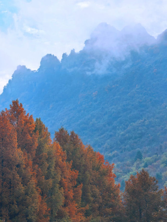 陝西絕美水上森林秋日限定版仙境風景！