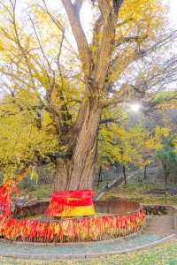 王屋山銀杏攻略|邂逅千年樹冠下的金色秋天