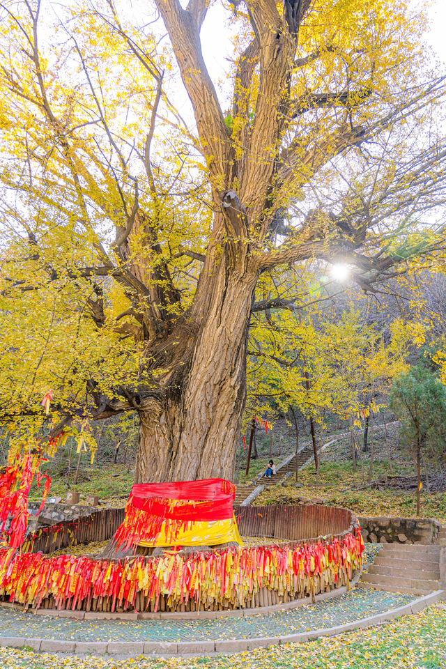 王屋山銀杏攻略|邂逅千年樹冠下的金色秋天 王屋山銀杏攻略|邂逅千年樹冠下的金色秋天