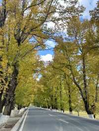 10月川西，赴一場光與金黃的約會