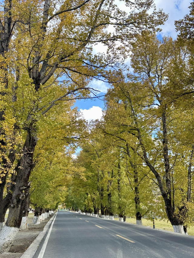 10月川西，赴一場光與金黃的約會