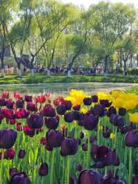 【南京綠博園大揭秘！你不知道的隱藏寶藏，絕對讓你驚喜連連！】 大家好，我是你們的旅遊探秘小達人