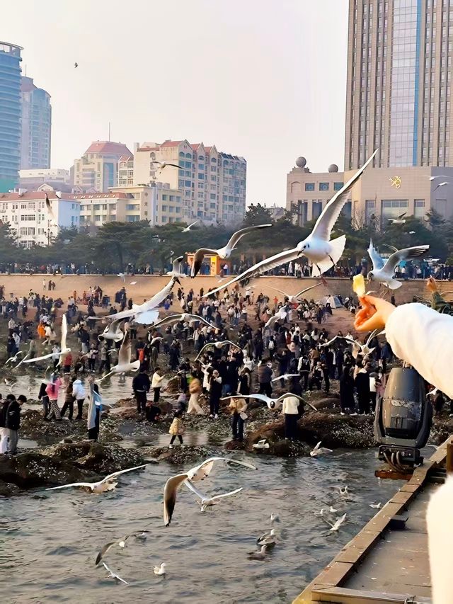 青島出遊之棧橋餵海鷗看落日