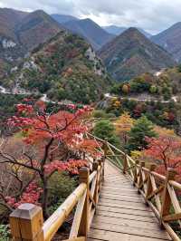 免費紅葉秘境指南