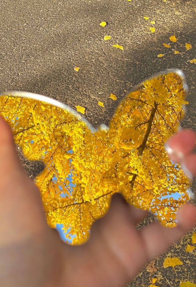 落葉、靜謐與時光感