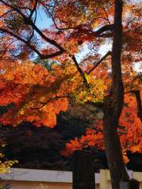 關東絕景!高尾山紅葉狩全攻略錯過再等一年