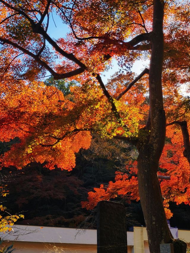 關東絕景!高尾山紅葉狩全攻略錯過再等一年 關東絕景!高尾山紅葉狩全攻略錯過再等一年