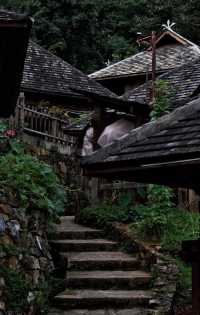 北回歸線的綠洲上,邂逅茶香與咖啡香