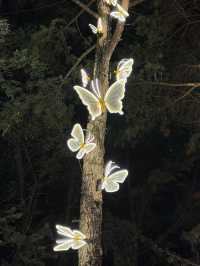 會澤夜未眠：在光影交錯處邂逅一座城的靈魂