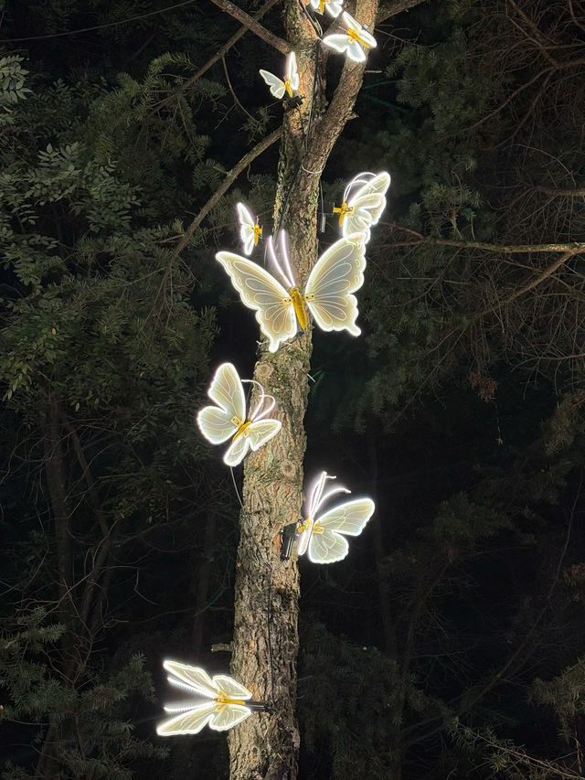 會澤夜未眠：在光影交錯處邂逅一座城的靈魂