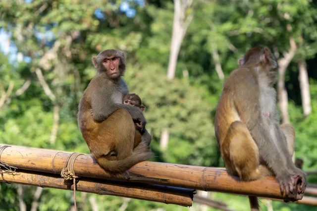 西雙版納遇“土匪猴”!零食差點被搶光 西雙版納遇“土匪猴”!零食差點被搶光