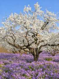 三臺山梨蘭會，浪漫的天花板！