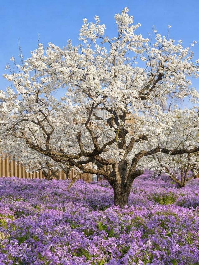 三臺山梨蘭會，浪漫的天花板！
