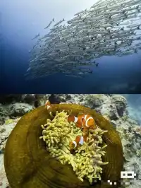 菲律賓巴里卡薩(Balicasag)潛水員的天堂潛點! 巴里卡薩島是個赤道珊瑚島,位於海中央的