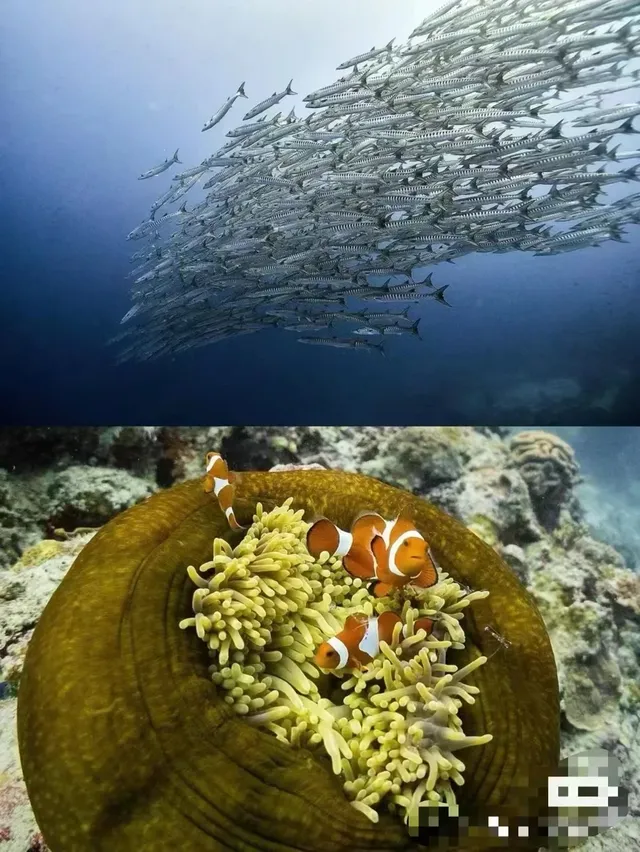 菲律賓巴里卡薩(Balicasag)潛水員的天堂潛點! 巴里卡薩島是個赤道珊瑚島,位於海中央的 菲律賓巴里卡薩(Balicasag)潛水員的天堂潛點! 巴里卡薩島是個赤道珊瑚島,位於海中央的